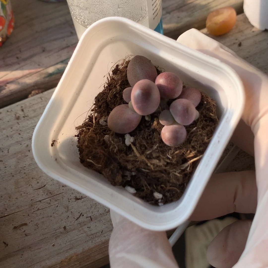 糖果奶酪多肉 糖果奶