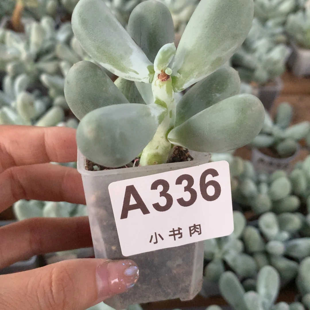 336 韩国正版奶酪多肉，米可