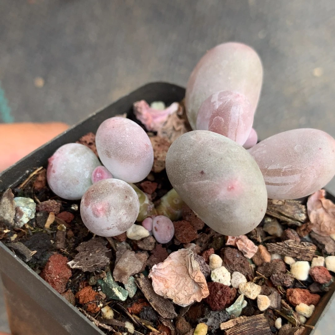 米可奶酪多肉 米可奶