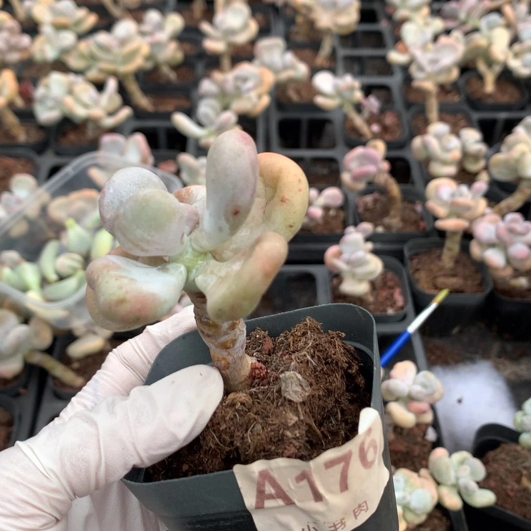 【闪购商品】176 正版韩国油煎奶酪多肉