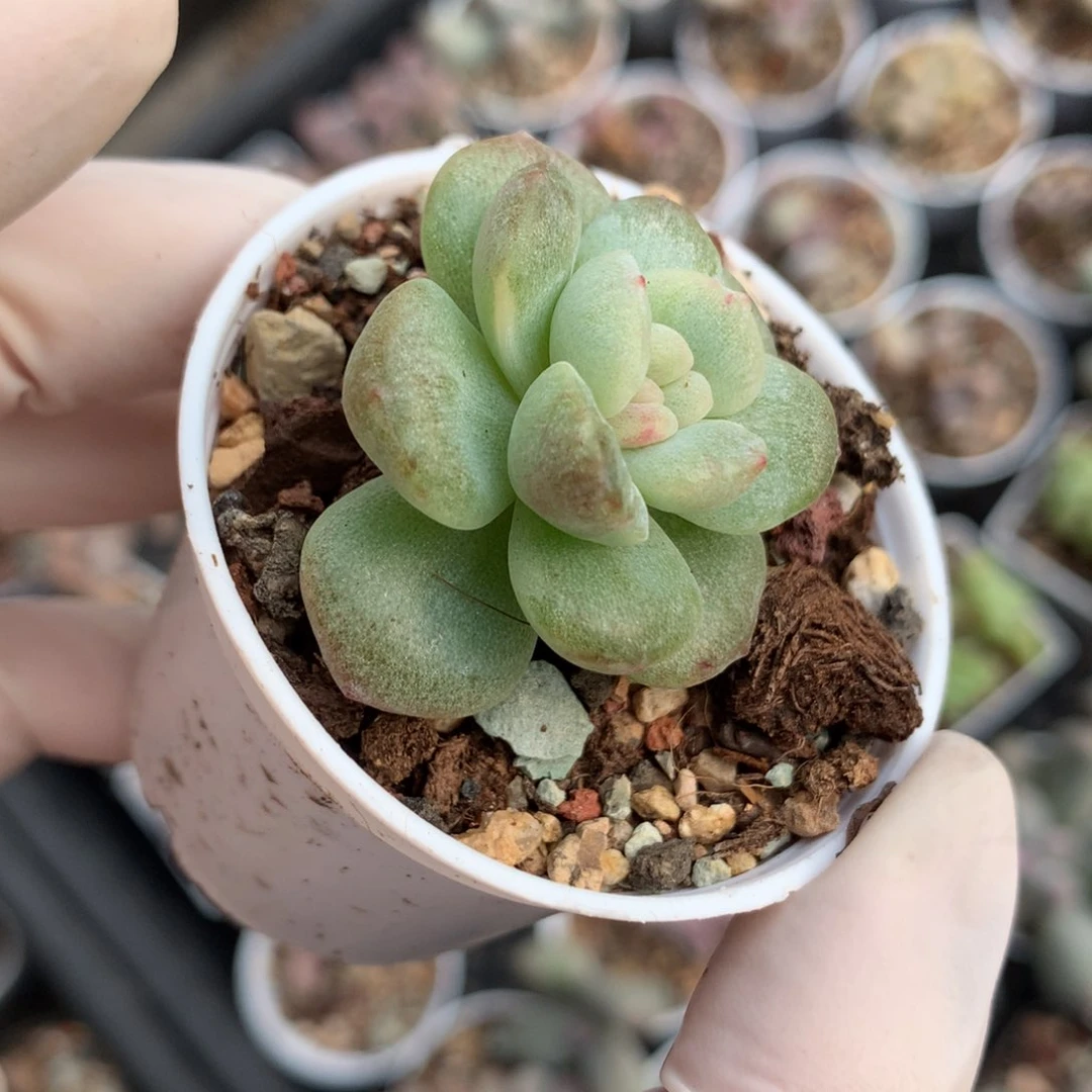 白拉丝，石化冰玉