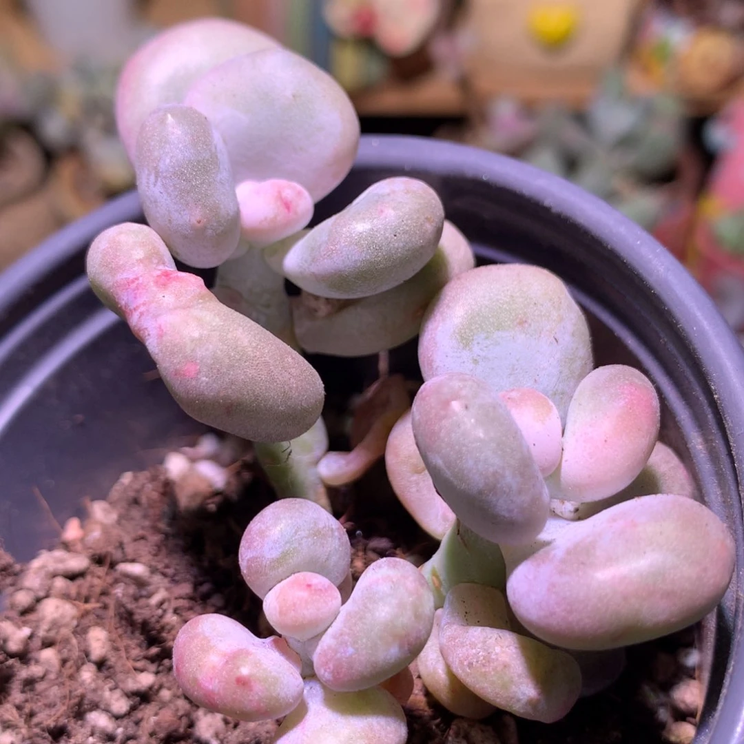 油煎奶酪多肉油煎奶