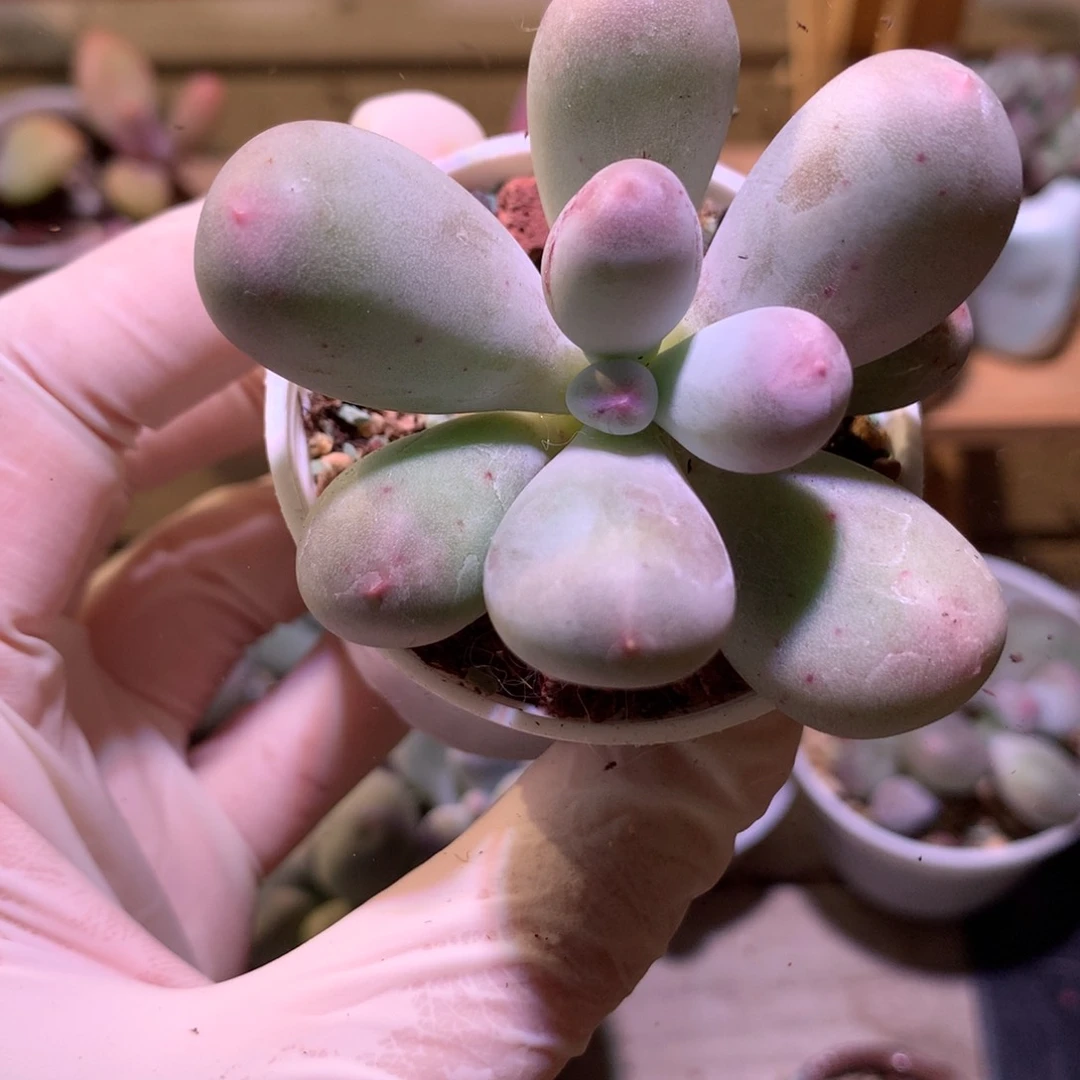 米可奶酪多肉米可奶。