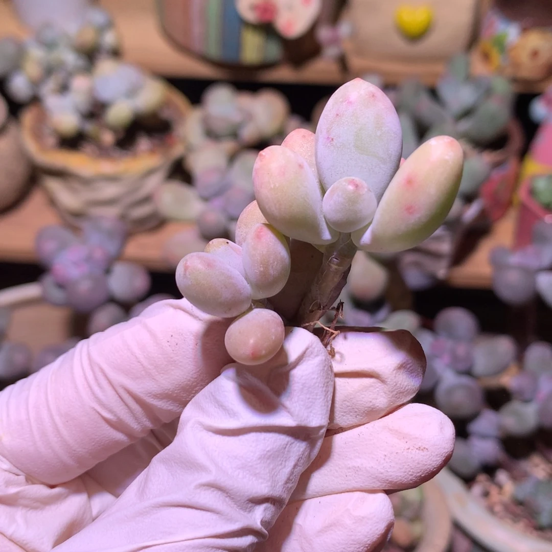 香蕉奶露多肉香蕉奶。