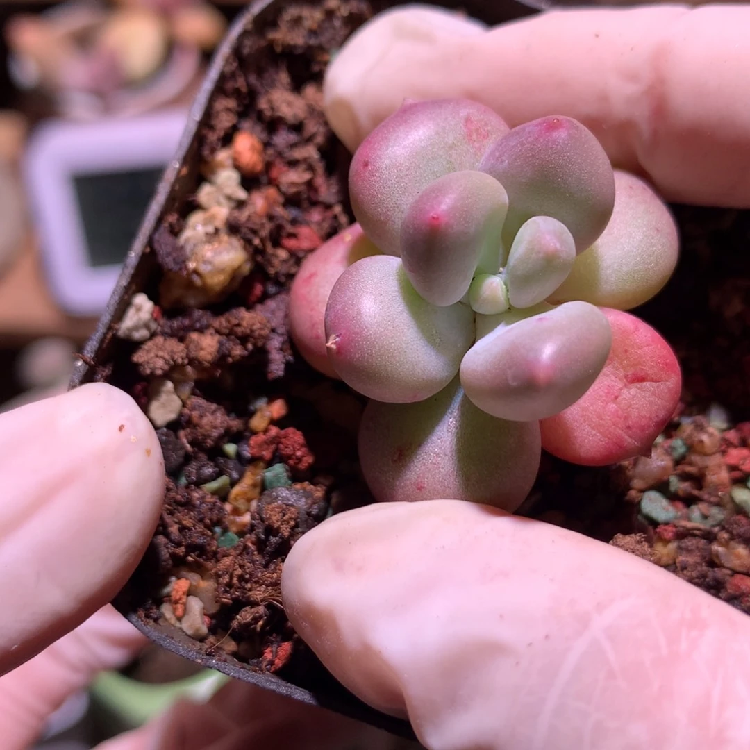 加菲猫奶酪多肉加菲猫