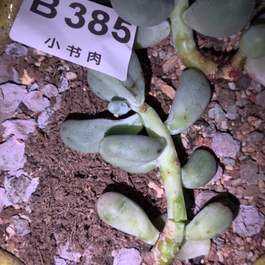 385 韩国正版奶酪多肉，米可