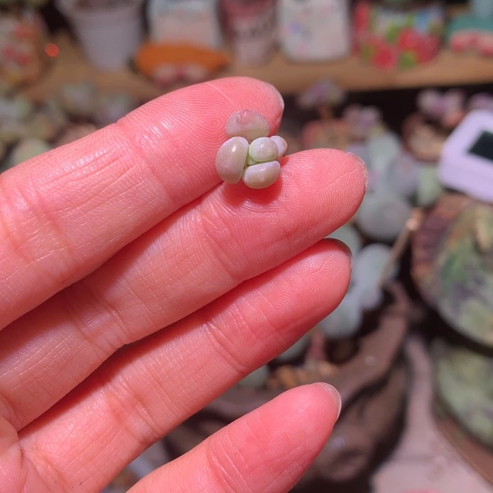 【闪购商品】满28包邮满28包邮满28包邮