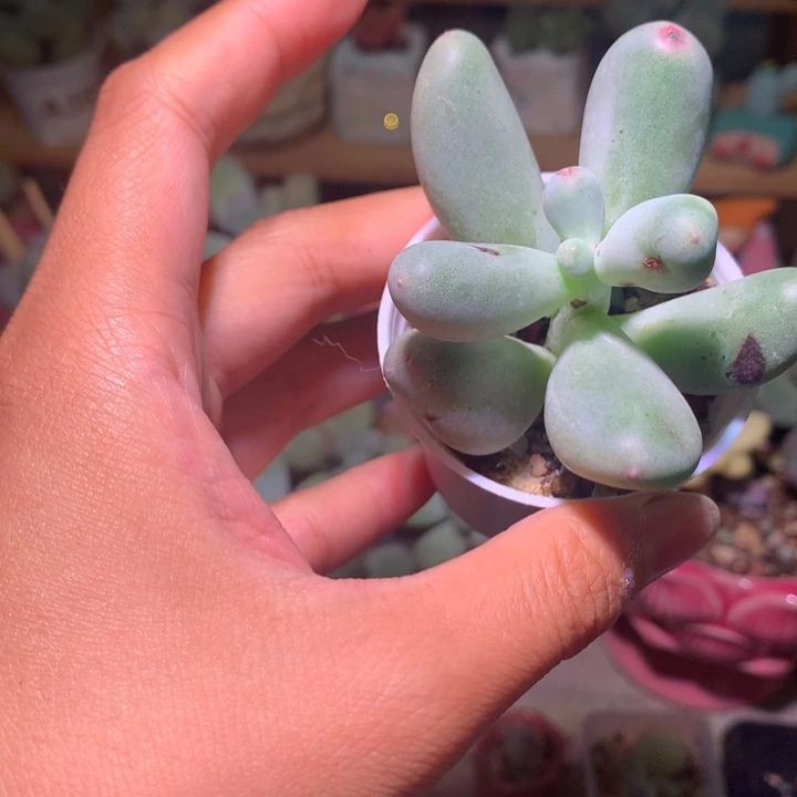 【闪购商品】692 韩国米可奶酪多肉砍头