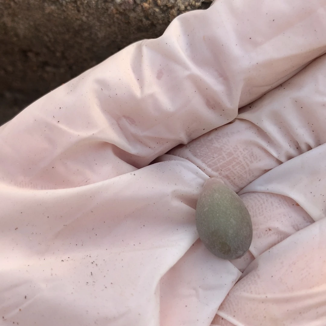 悠悠球奶酪 悠悠球duorou多肉