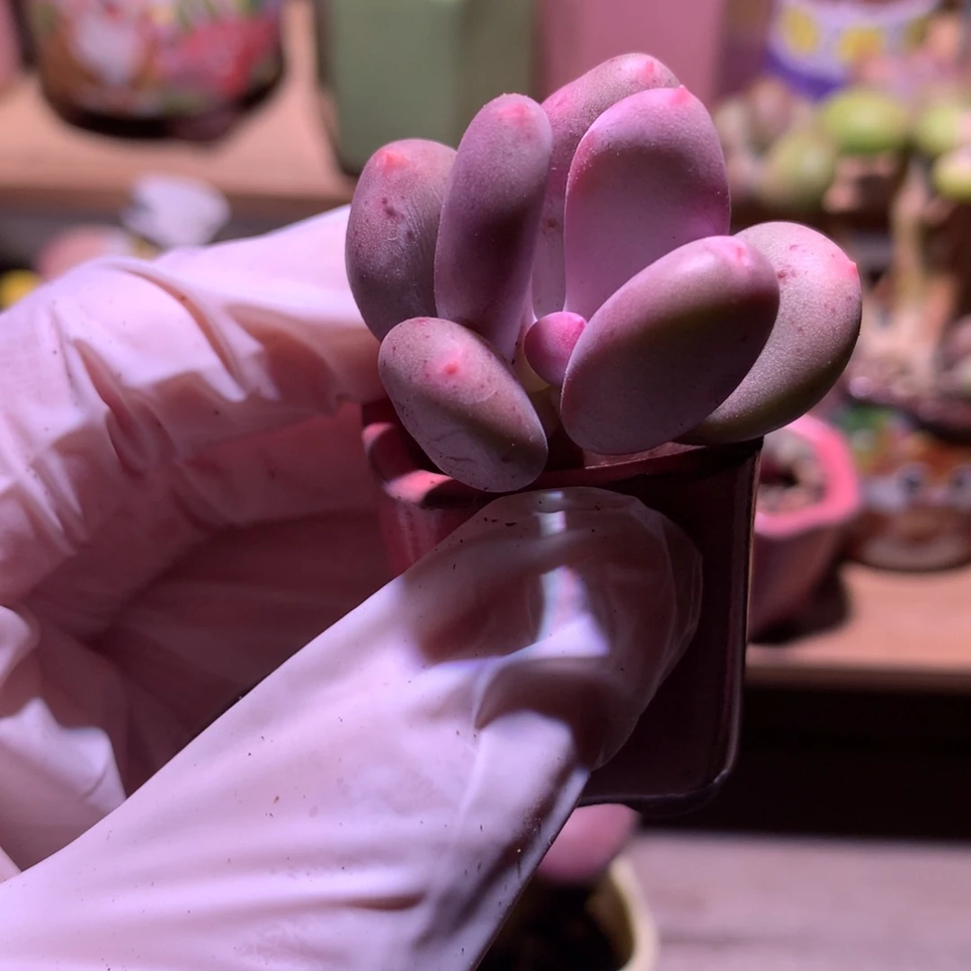 彩虹奶酪多肉彩虹奶酪。