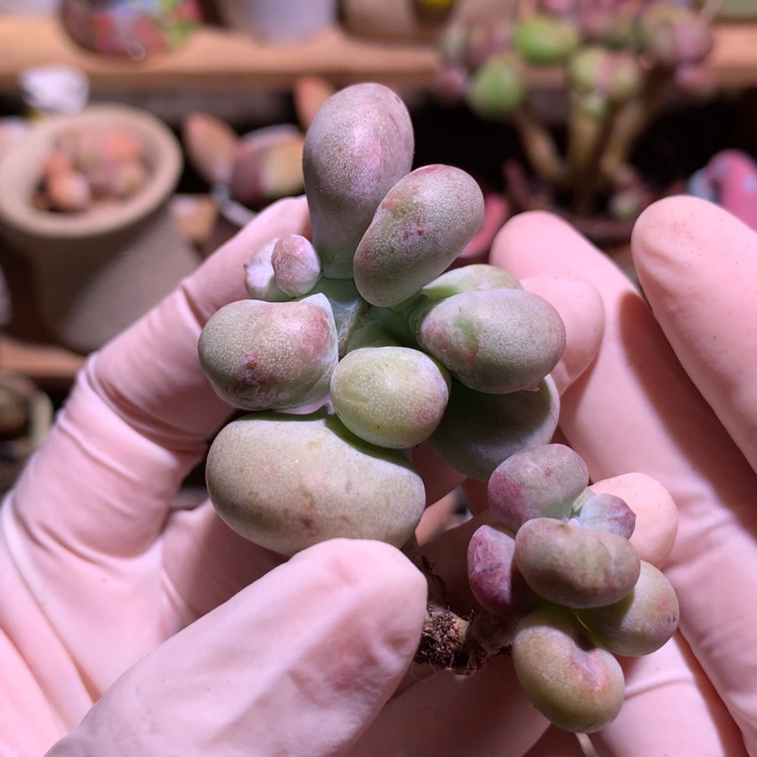 三头油煎奶酪多肉，油煎奶