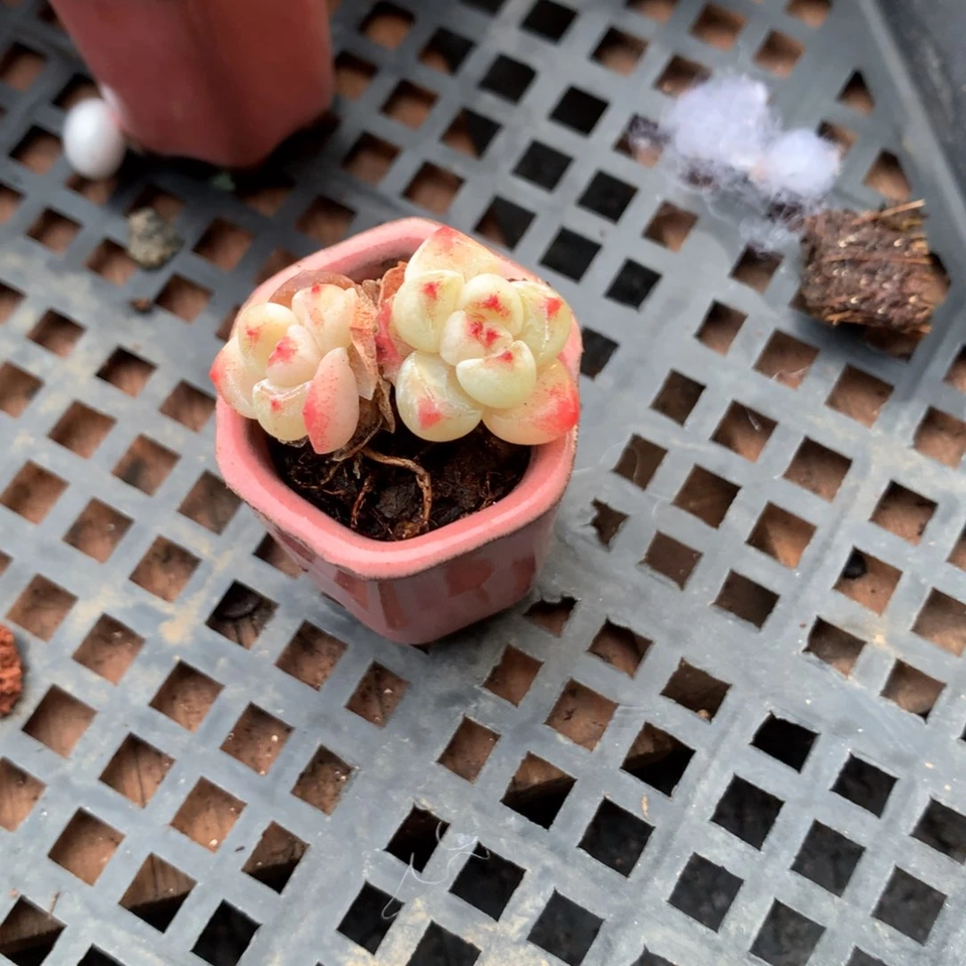 带盆发货冰玉。28包邮