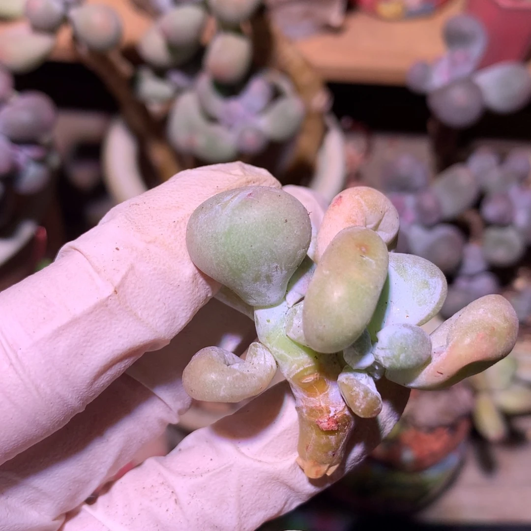 油煎奶酪多肉油煎奶酪。