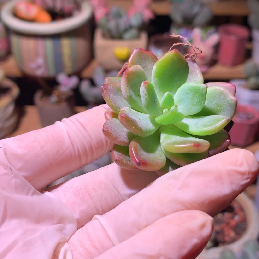 满28包邮。。。。。。。