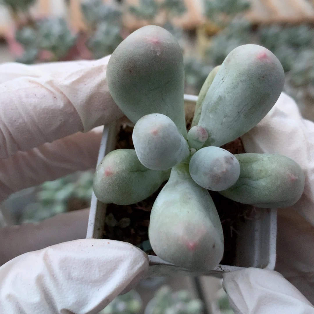 【闪购商品】 197 米可奶酪正版韩国奶酪多肉砍头