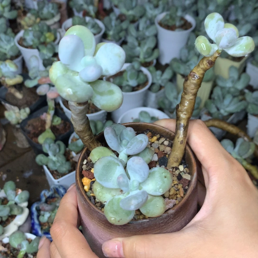 韩国正版奶酪多肉，蛋黄