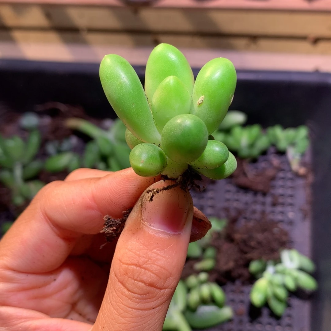 芒果小板子，芒果板子多肉