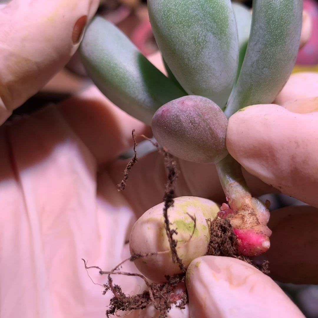 米可奶酪多肉米可奶