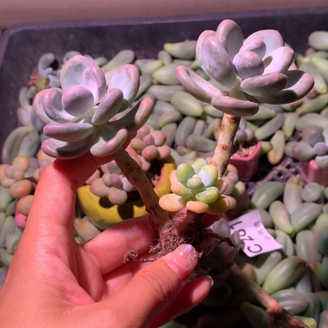 有锦基因大叶奶 小头送