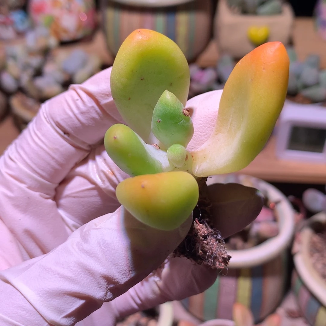 乌里维亚石化锦。乌里维亚。