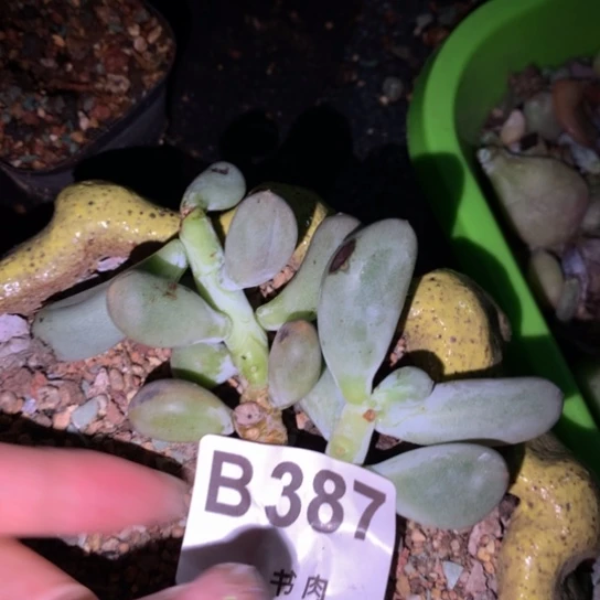 387 韩国正版奶酪多肉，米可