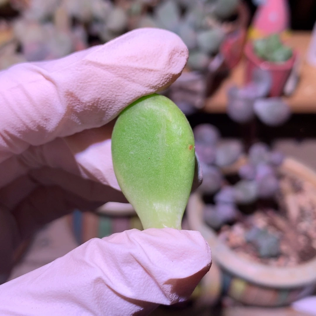 乌里维亚小叶片，乌里维亚。