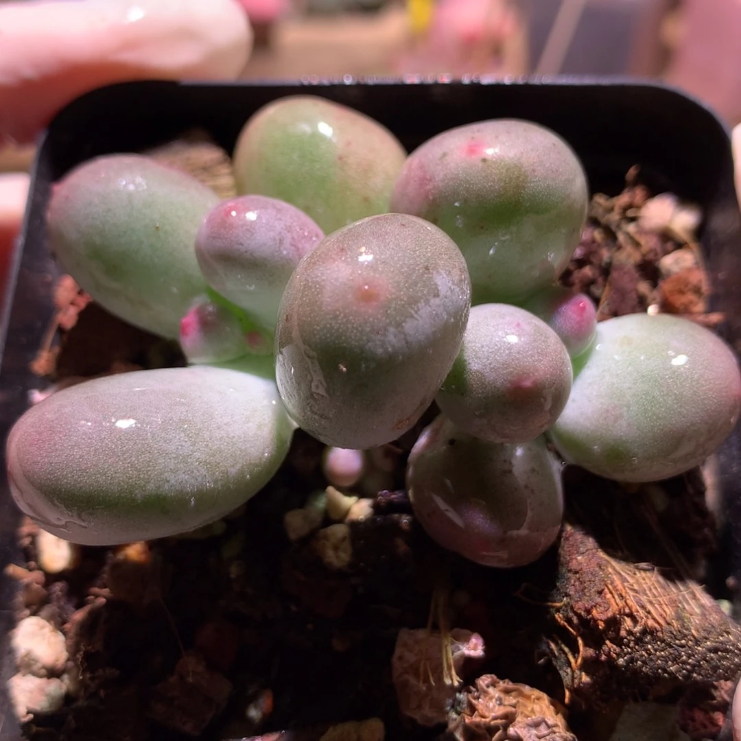 米可奶酪多肉 米可奶。