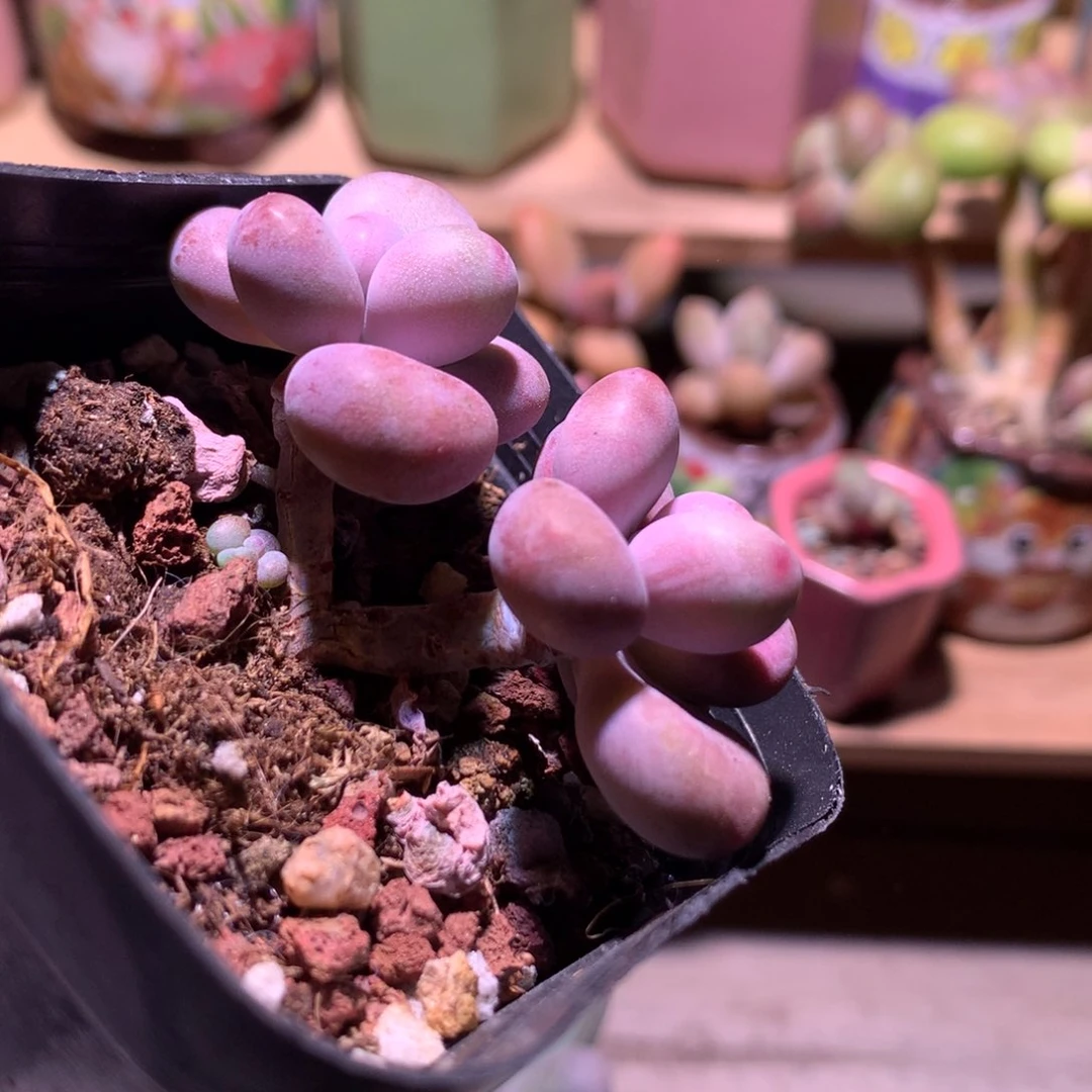 桃蛋，丸叶桃蛋多肉。  ￼