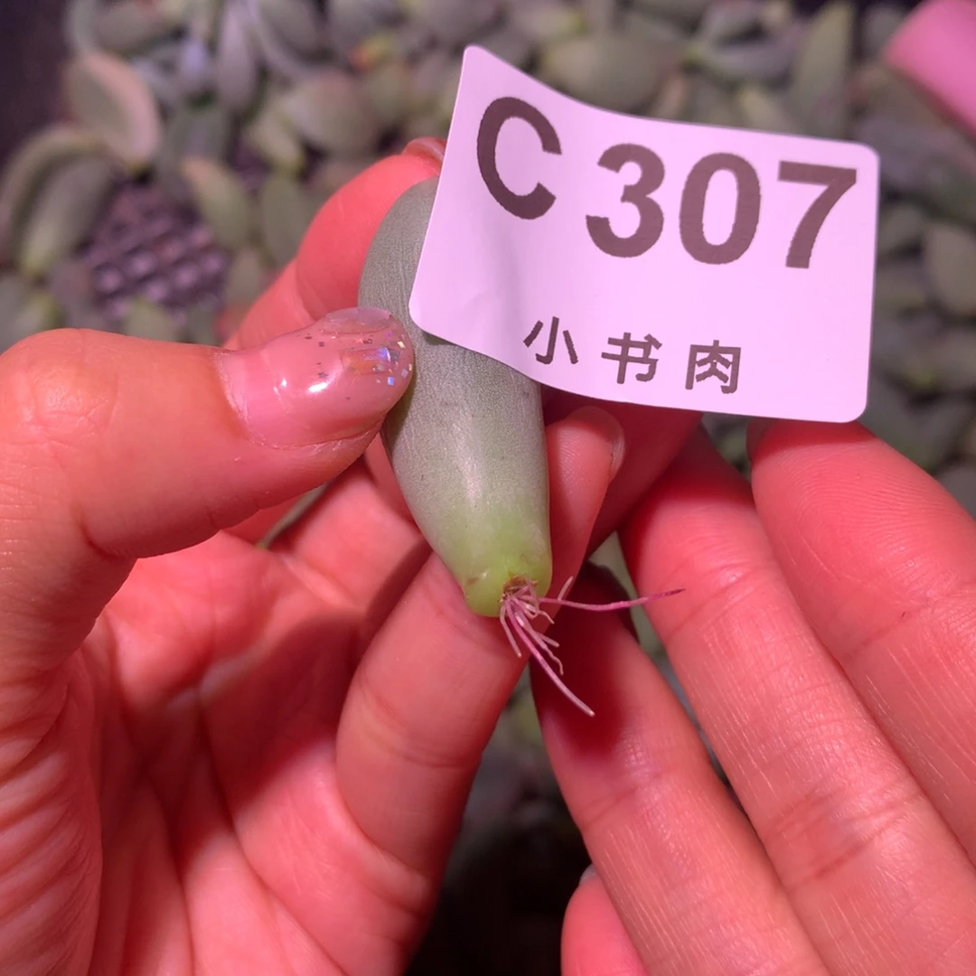 满50包邮满50包邮满50包邮