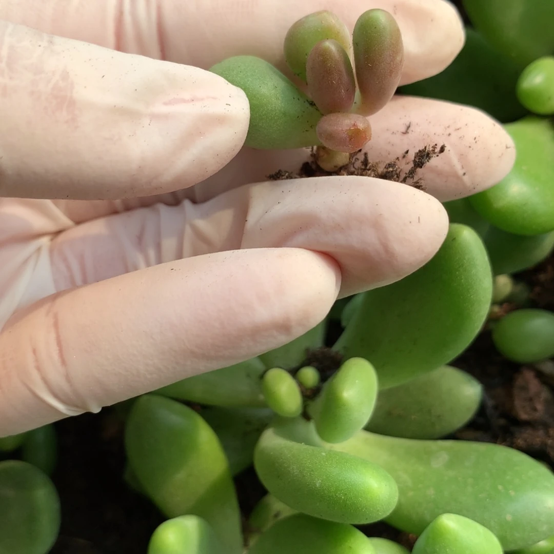 芒果奶酪多肉，芒果奶