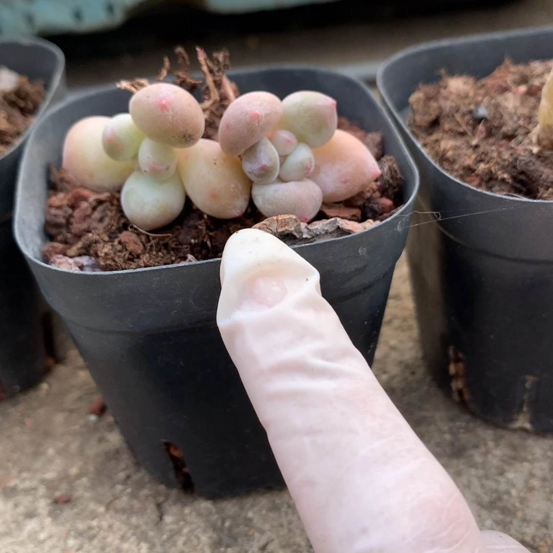 香水，两香水多肉