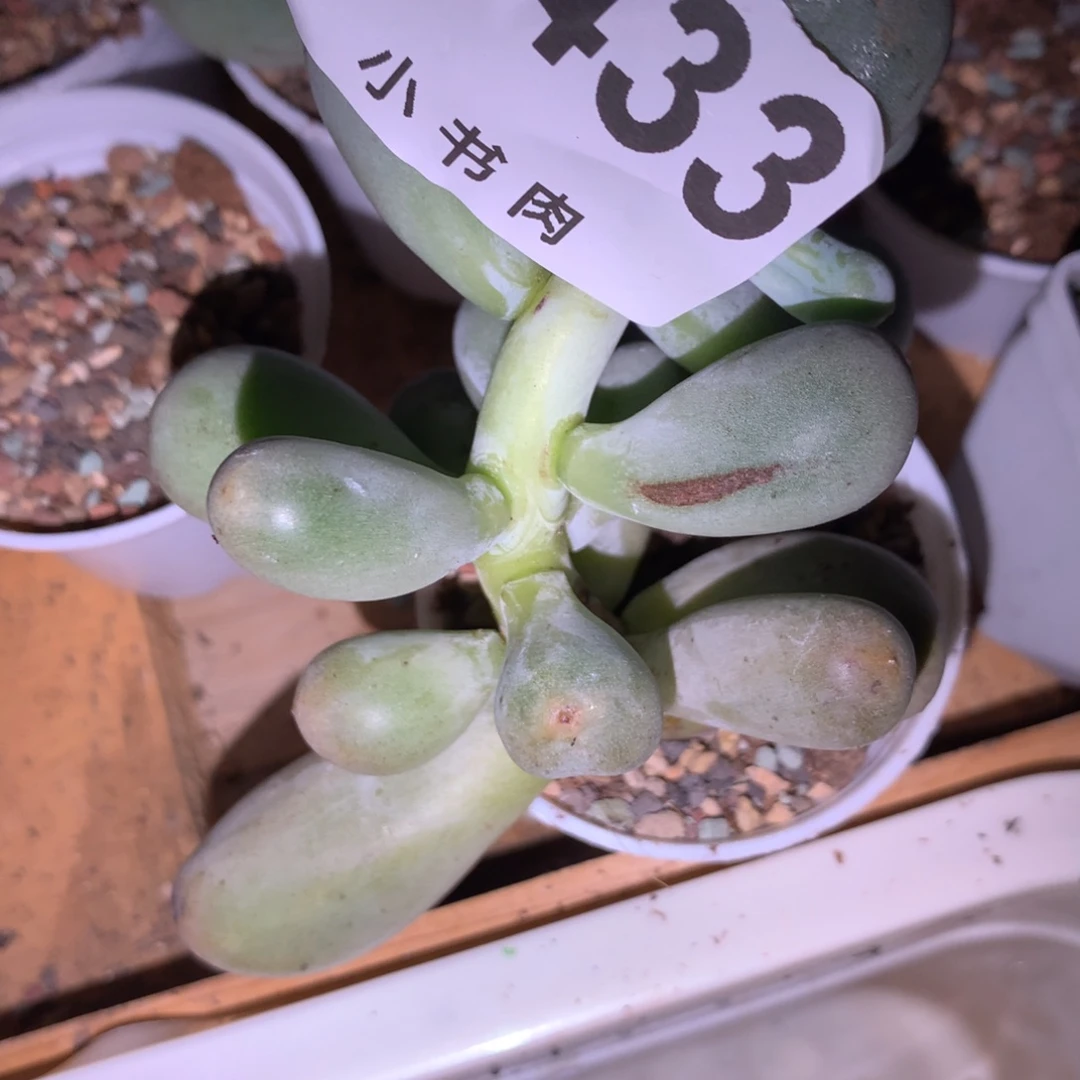 433 韩国正版奶酪多肉，米可