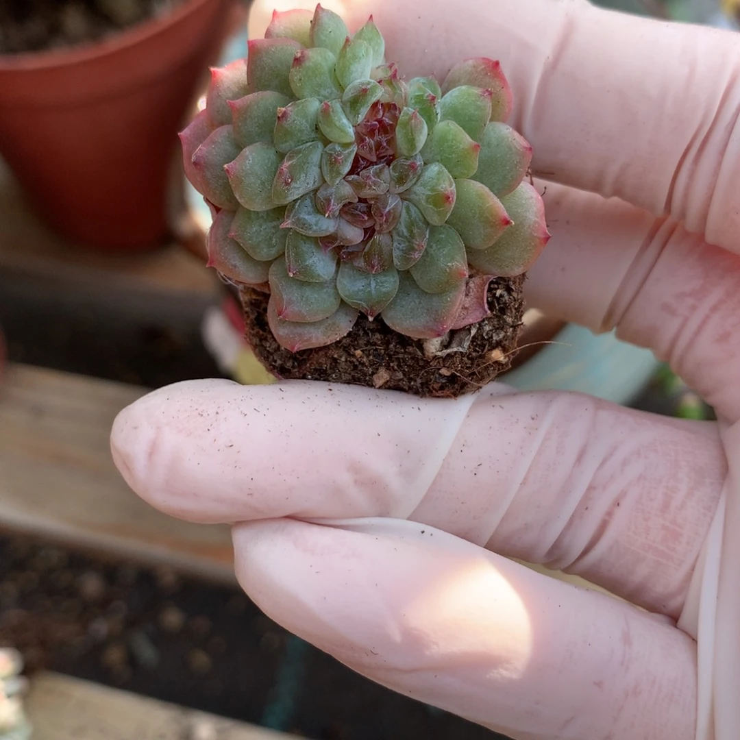 冰魄，冰魄缀化。v多肉