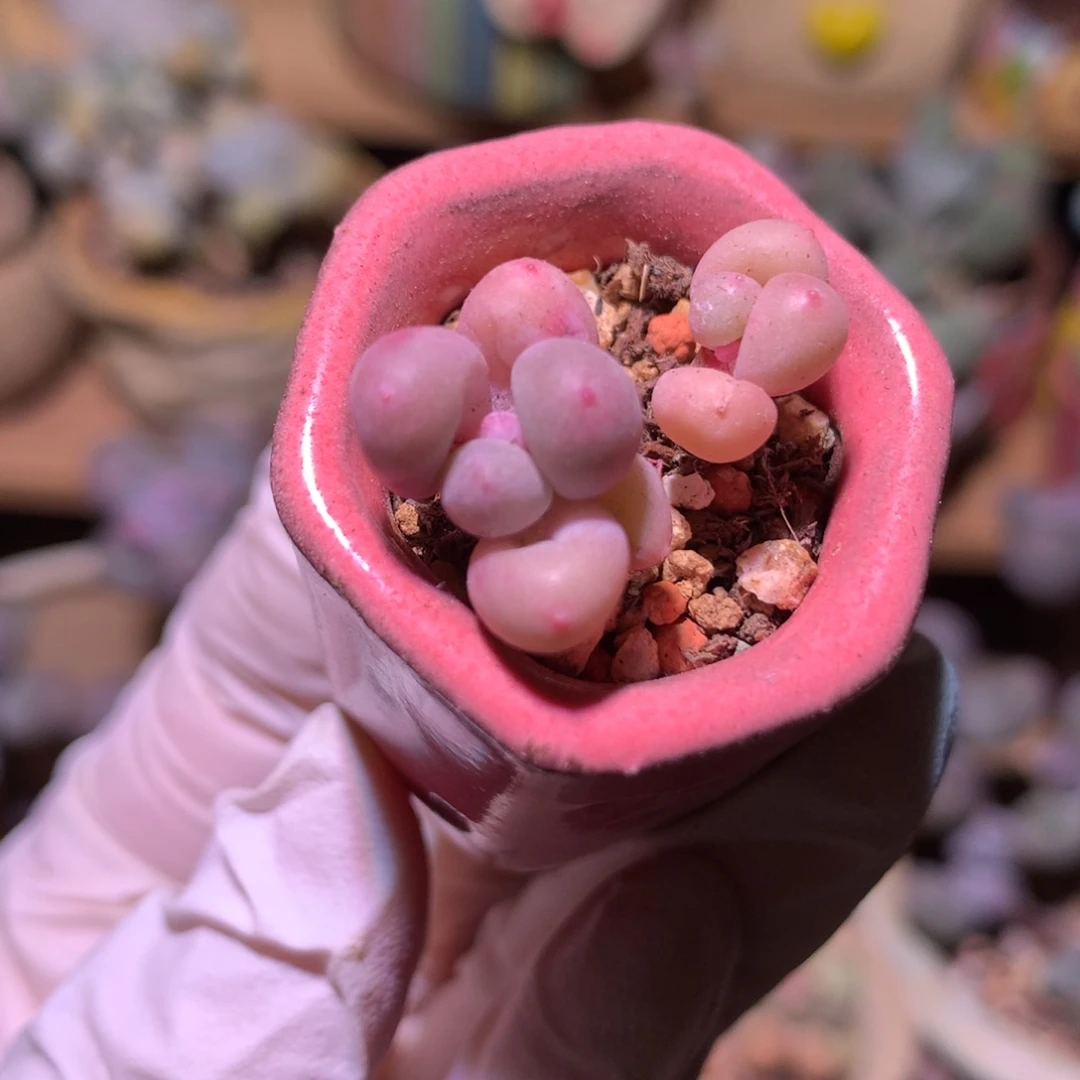 Mini彩虹奶酪多肉mini