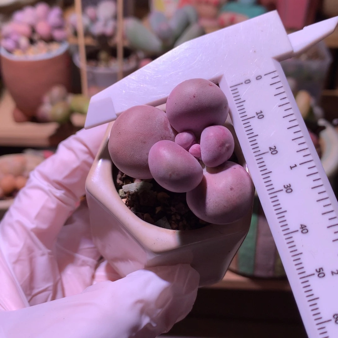 水光针奶酪多肉，不带盆