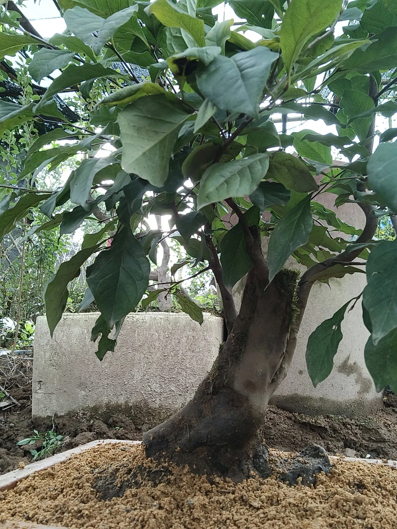 老鸦柿盆景红果原生盆景(直播专用)