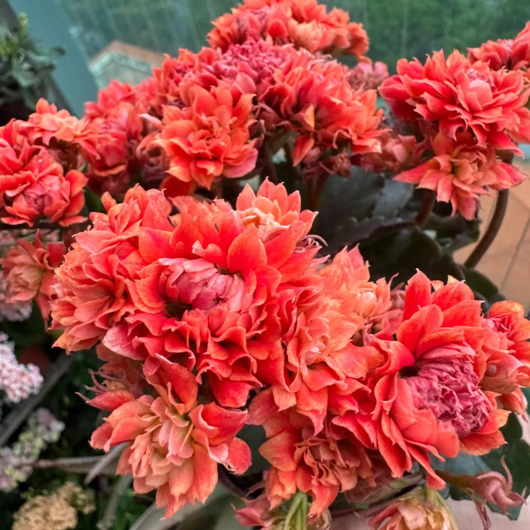 【石榴花神】稀有品种一代种苗长寿 原土原盆基地直发懒人花卉