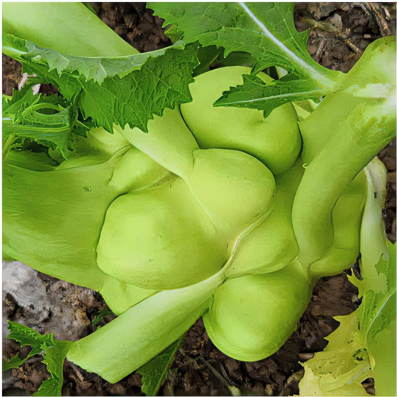 四川榨菜头新鲜菱角菜涪陵榨菜羊角菜咸菜菜疙瘩原料