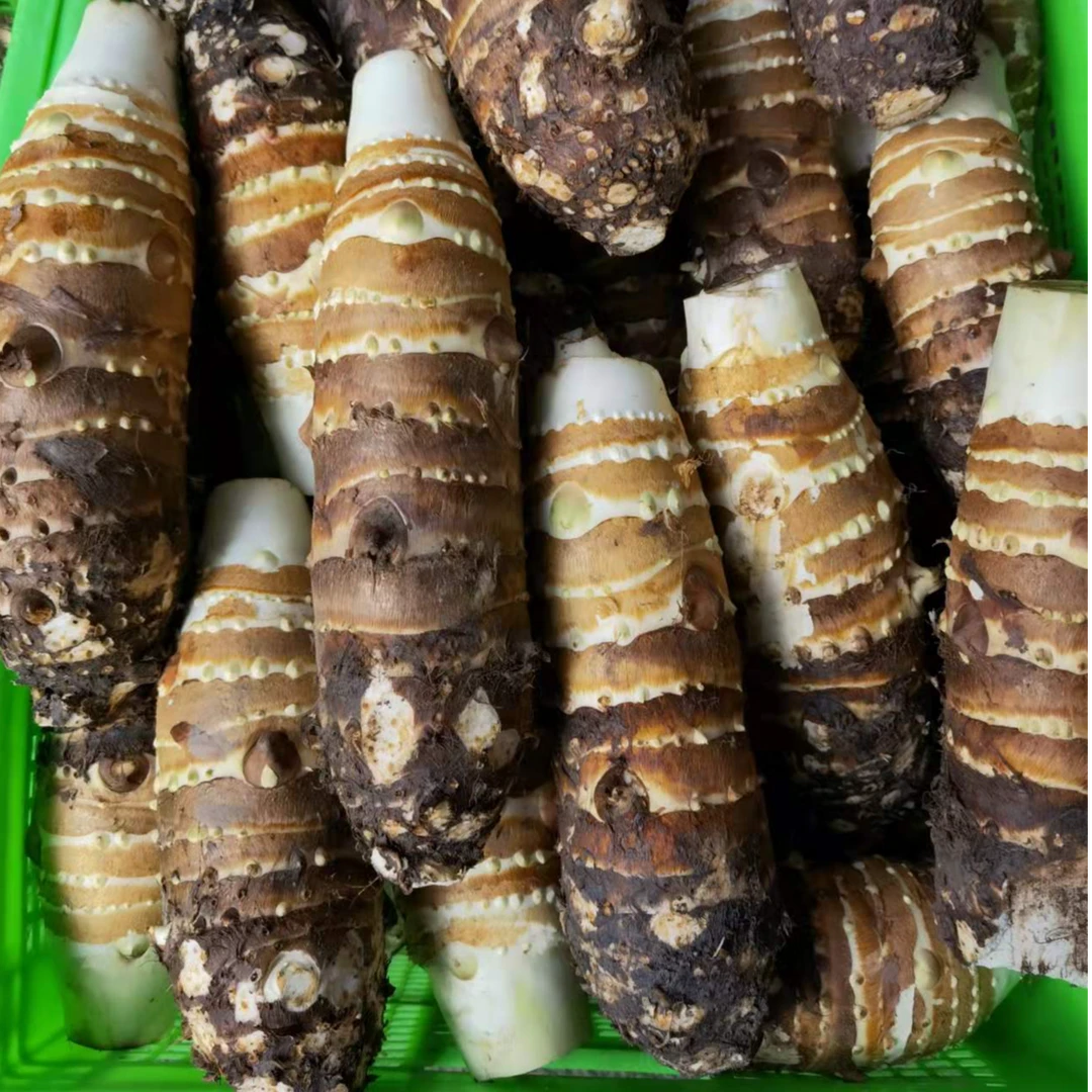 四川新鲜人头芋头现挖现发大毛芋头长芋头粉面香糯产地发3/5/8斤