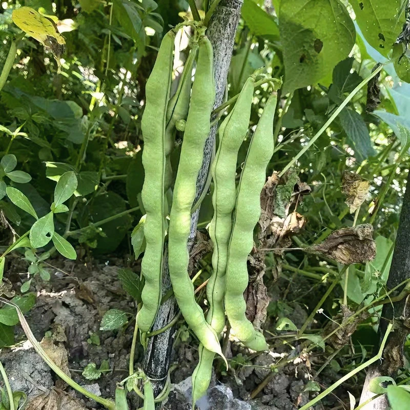 四川肉豆新鲜四季豆粉面豆角芸豆饱满时令露天农家蔬菜1/3/5斤