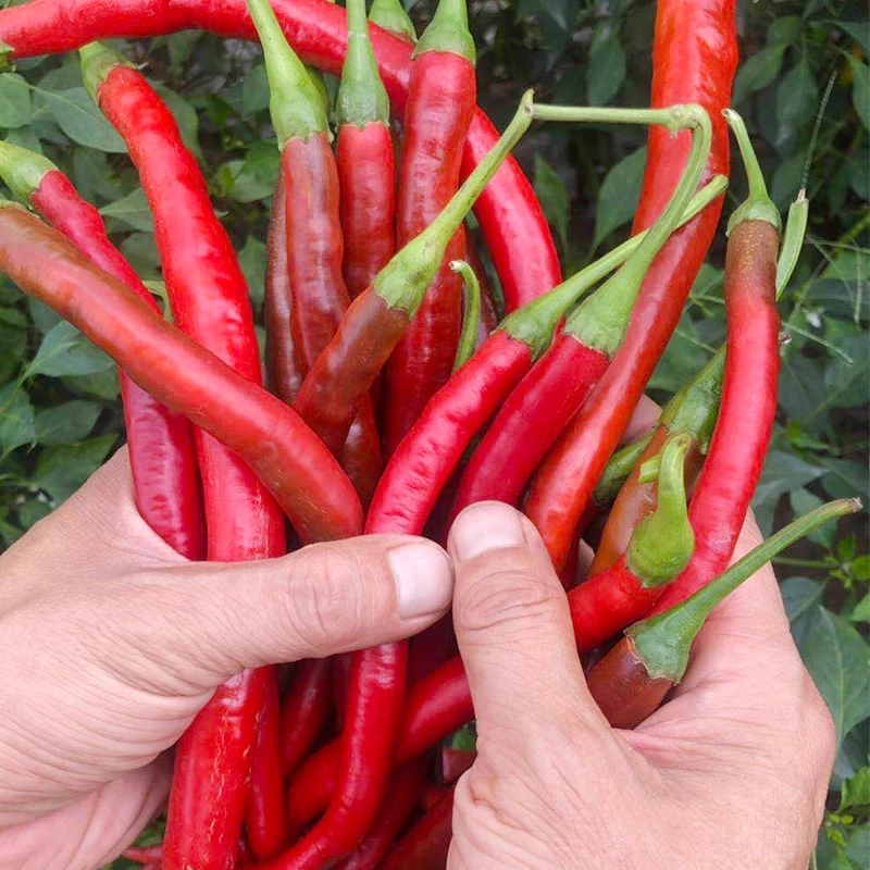 四川二荆条红辣椒新鲜海椒薄皮香辣长辣椒农家时令蔬菜