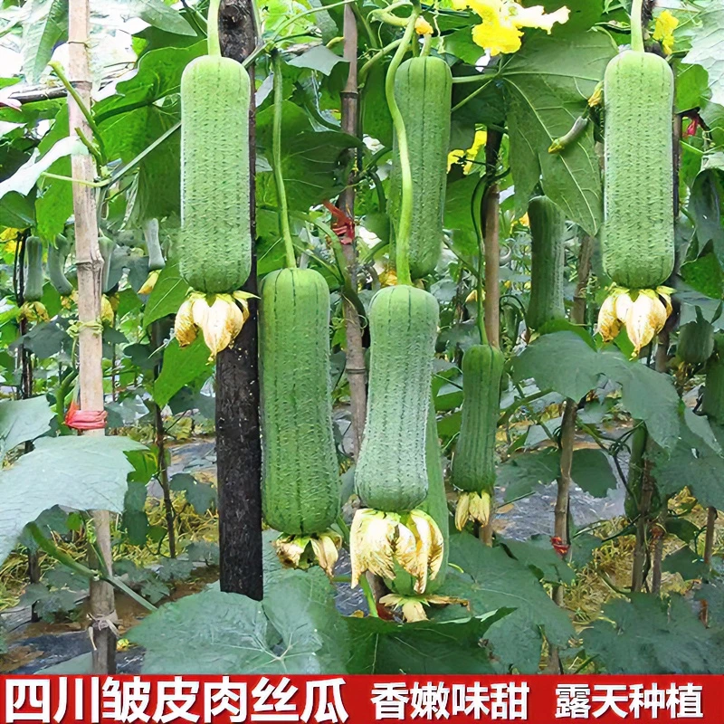 四川皱皮肉丝瓜新鲜胖丝瓜鱼鳞丝瓜农家自然谢花时令蔬菜3/5斤