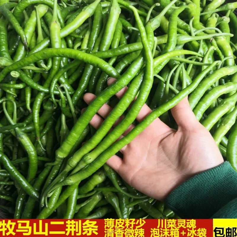 四川成都二荆条新鲜香辣皮薄青辣椒青海椒产地直发蔬菜2/3/5斤