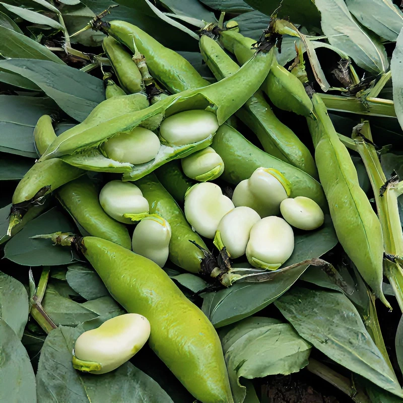四川带壳胡豆新鲜蚕豆现摘兰花豆嫩粉面农家露天蔬菜