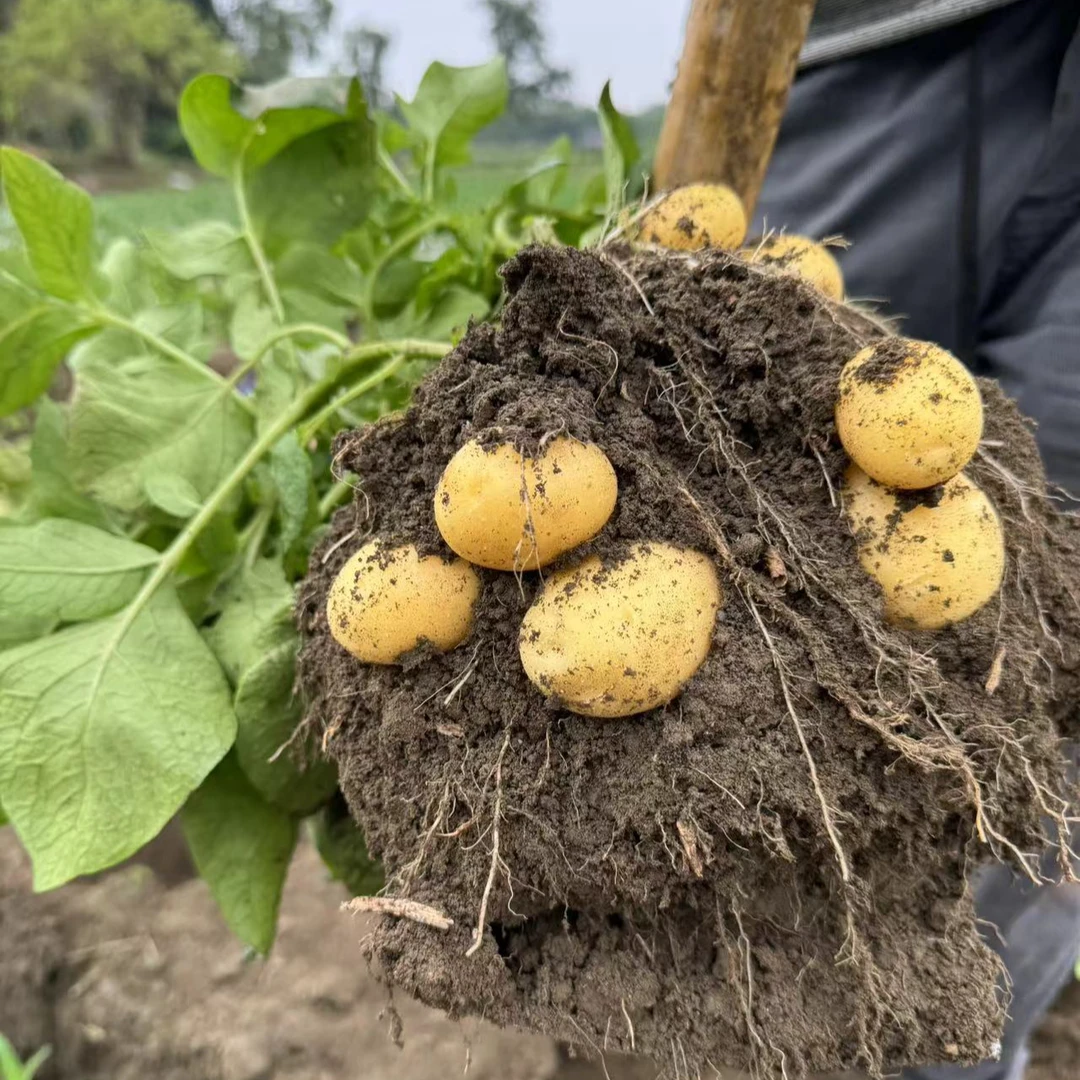 四川新鲜黄心土豆现挖洋芋带泥发货马铃薯农家菜3/5/8斤