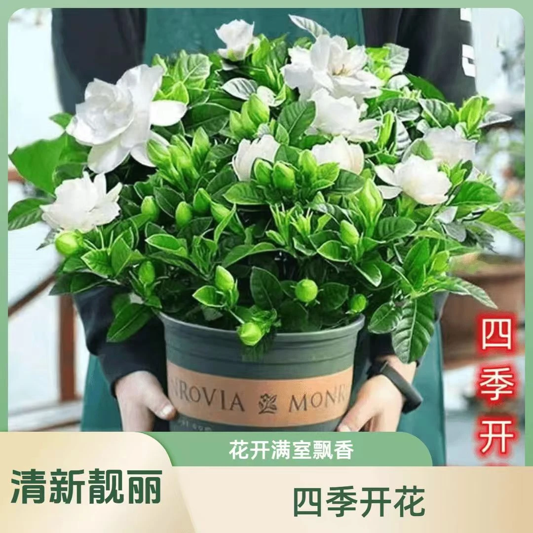 精选大盆栀子花带花苞发货植物盆栽花卉四季开花办公室内桌面好养