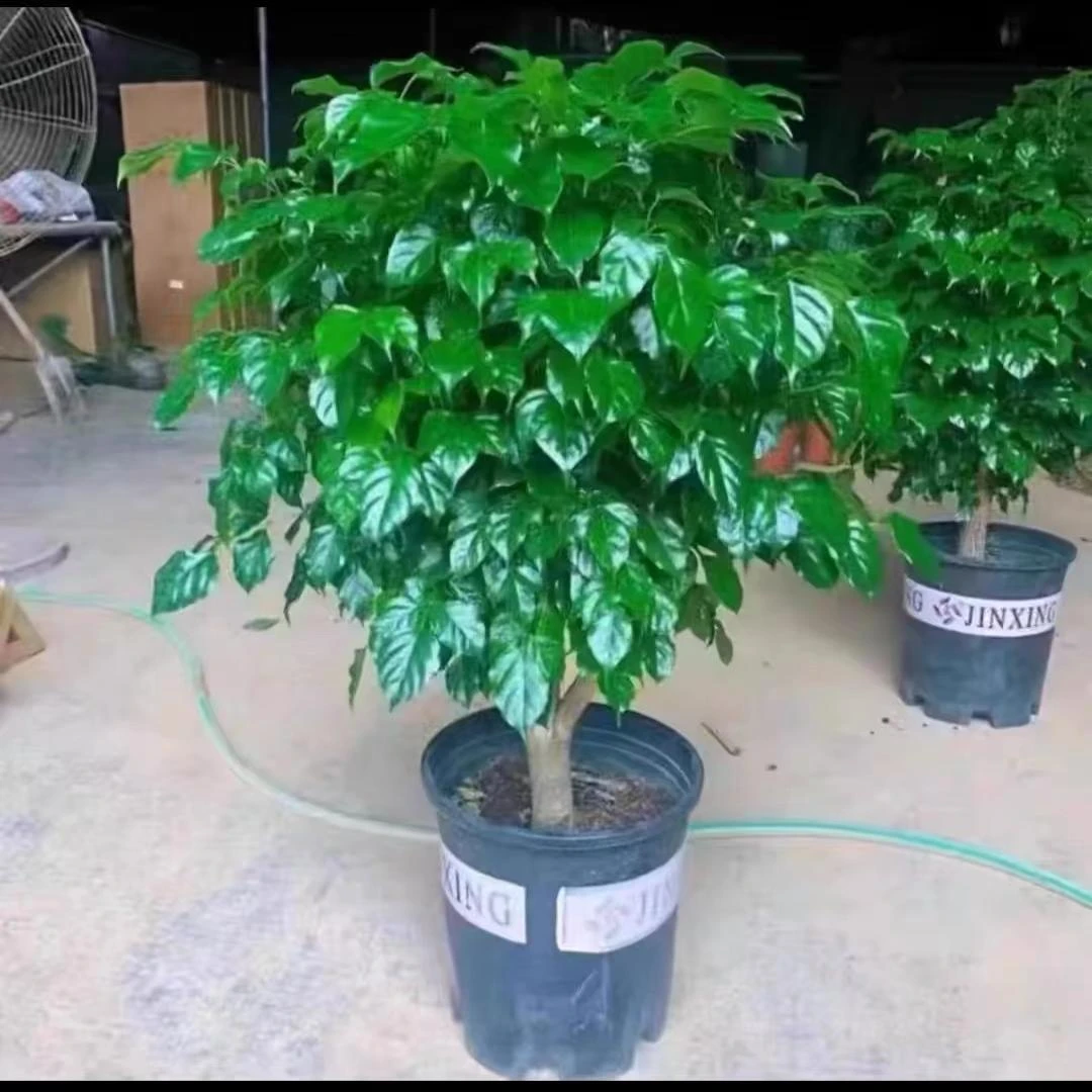 幸福树客厅盆栽大颗净化空气新家西甲全平安树四季常青发财树植物