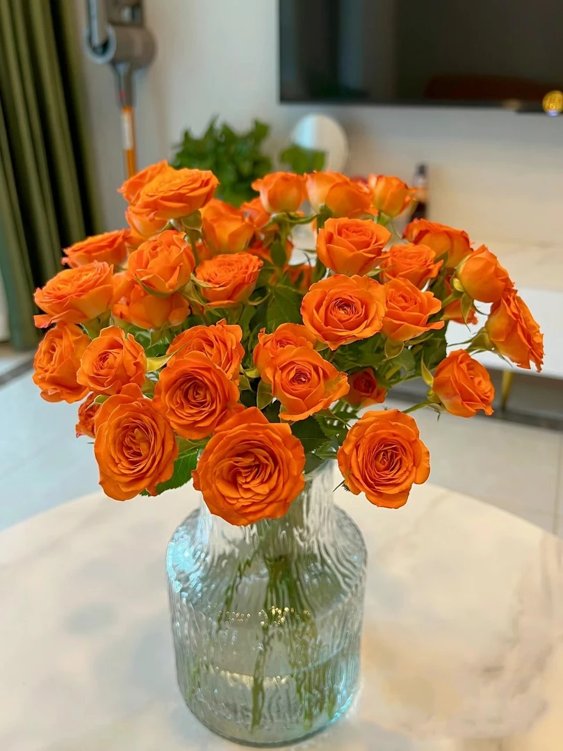 橙色芭比多头玫瑰 花苞需醒花 云南基地直发 发出无法拒收