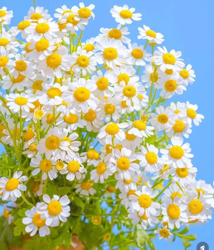 洋甘菊 花苞需醒花 云南基地直发 发出无法拒收