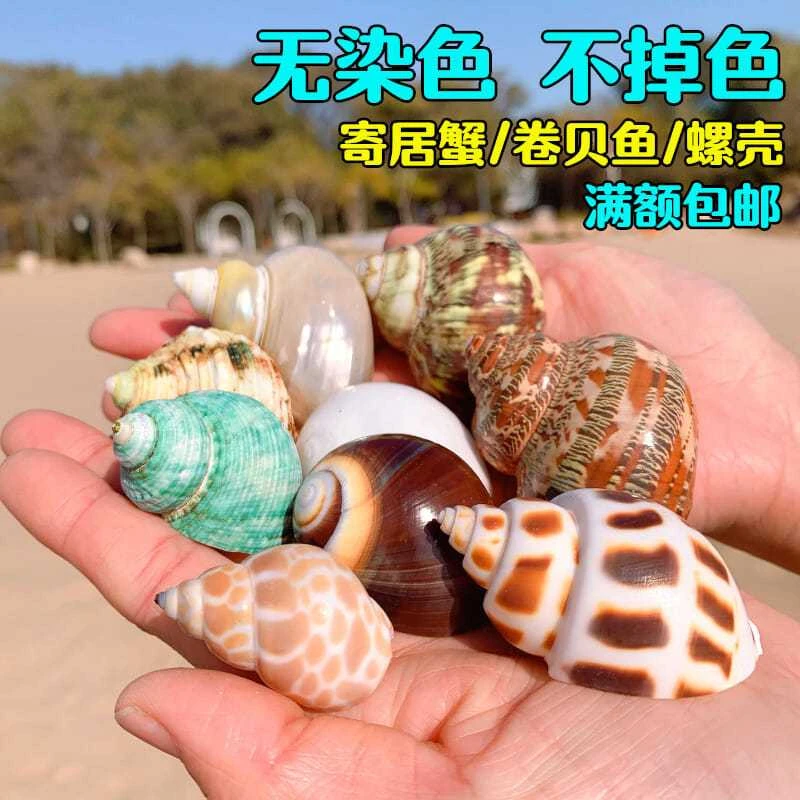 寄居蟹壳贝壳鱼缸装饰寄居蟹替换壳天然海螺壳三湖慈鲷鱼卷贝鱼